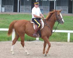 cbmountie2